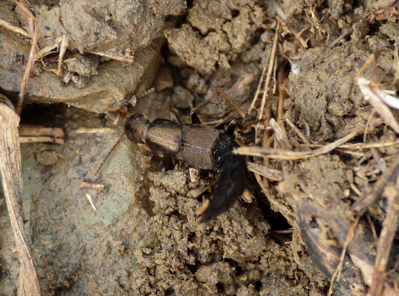 Staphilinidae bronzato: Ocypus cupreus o O. fortunatarum?